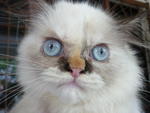 Sicomel - Persian Cat