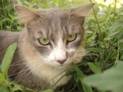 Shadow - Domestic Medium Hair Cat