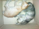 Mochi &amp; Koki - Domestic Medium Hair + Domestic Long Hair Cat
