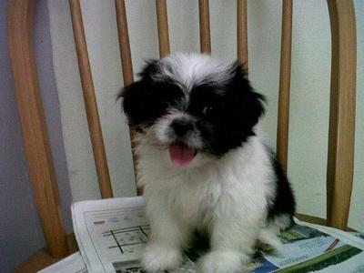 Cute Puppy - Shih Tzu + Terrier Dog