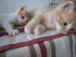 Ginger Tabby - Domestic Short Hair + Tabby Cat