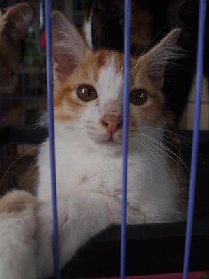 Mixed Maine Coon - Maine Coon + Birman Cat