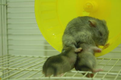 Tanner And Alexa - Short Dwarf Hamster Hamster