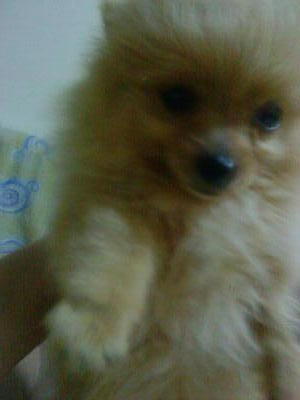 Missy - Pomeranian Dog