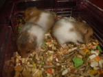 PF26920 - Long-Tailed Hamster Hamster