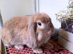 Bim - Angora Rabbit + Lop Eared Rabbit