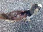 Kitty - Domestic Long Hair Cat