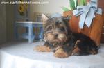 Silky Terrier Puppy  With Mka - Silky Terrier Dog