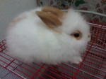 Anggora Rabbit Baby - Angora Rabbit Rabbit