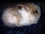Anggora Rabbit Baby - Angora Rabbit Rabbit