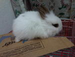 Anggora Rabbit Baby - Angora Rabbit Rabbit