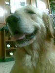 Tommy - Golden Retriever Dog