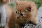 Sa Rang - Domestic Medium Hair Cat