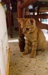 Beel &amp; Torarawr - Domestic Short Hair Cat