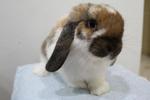  Pure Breed Holland Lop Buck - Holland Lop Rabbit