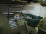 5 Dwarf Hamster Pups For Sale! - Short Dwarf Hamster Hamster