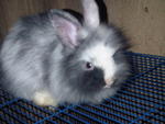 Baby Anggora Rabbit 111 - Angora Rabbit Rabbit