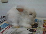 Teddy Bear Anggora Rabbit 1 - Angora Rabbit Rabbit