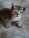 Silver - Oriental Short Hair Cat