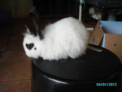 Mimi - Bunny Rabbit + Lionhead Rabbit