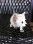 Little Nina  - Domestic Medium Hair + Domestic Short Hair Cat