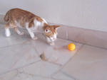 Followme - Domestic Short Hair Cat