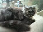 Mucuk  - Domestic Long Hair + Persian Cat