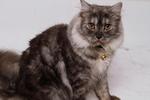 Mucuk  - Domestic Long Hair + Persian Cat