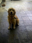 Cookie Mka Certified Champion Breed - Golden Retriever Dog