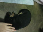 Puppy For Adoption..urgent!! - Mixed Breed Dog