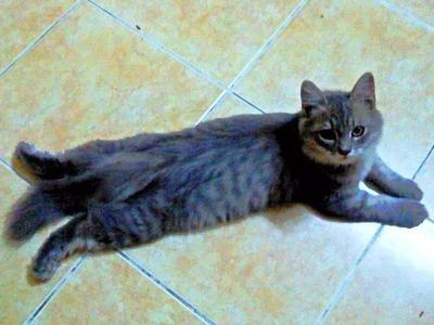Ferdie - Oriental Long Hair Cat
