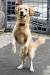 Chandler - Golden Retriever Dog