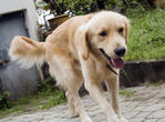 Chandler - Golden Retriever Dog