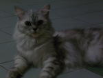 Sold To Mr. Amir From Penang - Persian Cat