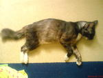 Titam - Domestic Long Hair Cat