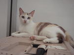 Linnet - Domestic Short Hair Cat