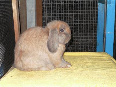 Hlc 20 - Holland Lop Rabbit