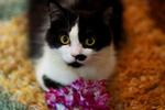 Aaron - Persian Cat