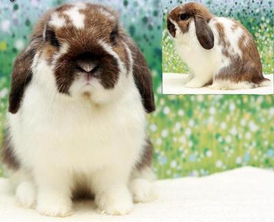 Holland Lop For Sale (Imported) - Holland Lop Rabbit