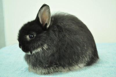 Jersey Wooly - Black Otter1 - Jersey Wooly Rabbit
