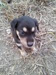10 Adorable Puppies  - Mixed Breed Dog
