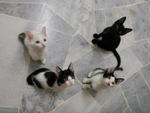 Dawn,olly,duke,afro &amp; Era Aka Juu - Domestic Short Hair + Domestic Medium Hair Cat