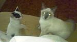 Miko - Domestic Short Hair + Bobtail Cat
