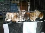 Kitten Cross Main Coon - Maine Coon + Persian Cat