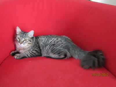 El Nino - Domestic Long Hair + Persian Cat