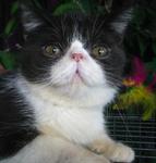 Romeo - Exotic Shorthair Cat