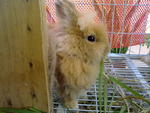 Tiny - Angora Rabbit Rabbit