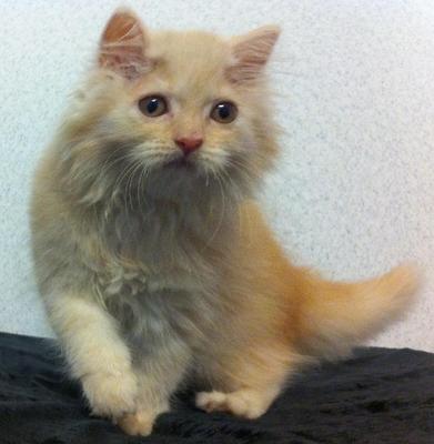 Jully - Persian Cat