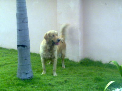 Shirley - Golden Retriever Dog
