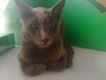 Qid - Domestic Short Hair Cat